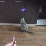 Amazingly Cat Toy Creative